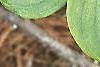 Cornus canadensis, leaves