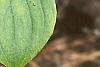 Cornus canadensis, leaves