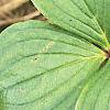 Cornus canadensis, leaves