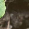 Cornus canadensis, leaves