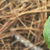 Cornus canadensis, leaves
