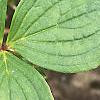 Cornus canadensis, leaves