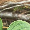 Cornus canadensis, leaves