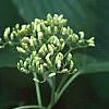Cornus controversa, flowers