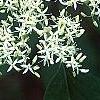 Cornus controversa, flowers