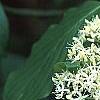 Cornus controversa, flowers
