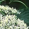 Cornus controversa, flowers