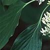 Cornus controversa, flowers