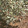 Cornus controversa 'Variegata', habit