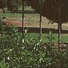 Cornus controversa 'Variegata', habit