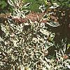 Cornus controversa 'Variegata', habit