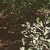 Cornus controversa 'Variegata', habit