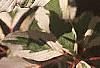 Cornus controversa 'Variegata', leaves