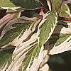 Cornus controversa 'Variegata', leaves
