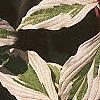 Cornus controversa 'Variegata', leaves