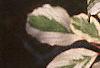 Cornus controversa 'Variegata', leaves
