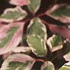 Cornus controversa 'Variegata', leaves