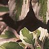 Cornus controversa 'Variegata', leaves
