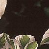 Cornus controversa 'Variegata', leaves