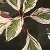 Cornus controversa 'Variegata', leaves