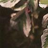 Cornus controversa 'Variegata', leaves