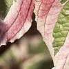Cornus controversa 'Variegata', leaves