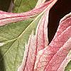 Cornus controversa 'Variegata', leaves