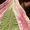 Cornus controversa 'Variegata', leaves