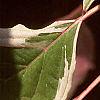 Cornus controversa 'Variegata', leaves