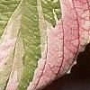 Cornus controversa 'Variegata', leaves