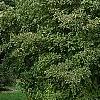 Cornus drummondii, habit