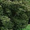 Cornus drummondii, habit