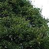 Cornus drummondii, habit