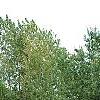 Cornus drummondii, habit