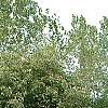 Cornus drummondii, habit