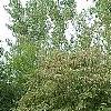 Cornus drummondii, habit