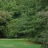 Cornus drummondii, habit