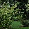 Cornus drummondii, habit