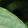 Cornus drummondii, leaves