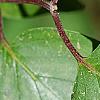 Cornus drummondii, leaves