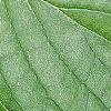 Cornus drummondii, leaves