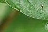 Cornus drummondii, leaves
