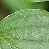 Cornus drummondii, leaves