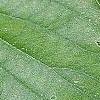Cornus drummondii, leaves