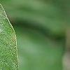 Cornus drummondii, leaves