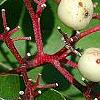 Cornus drummondii, fruit