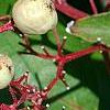 Cornus drummondii, fruit