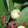 Cornus drummondii, fruit