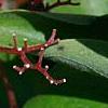 Cornus drummondii, fruit