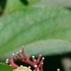Cornus drummondii, fruit